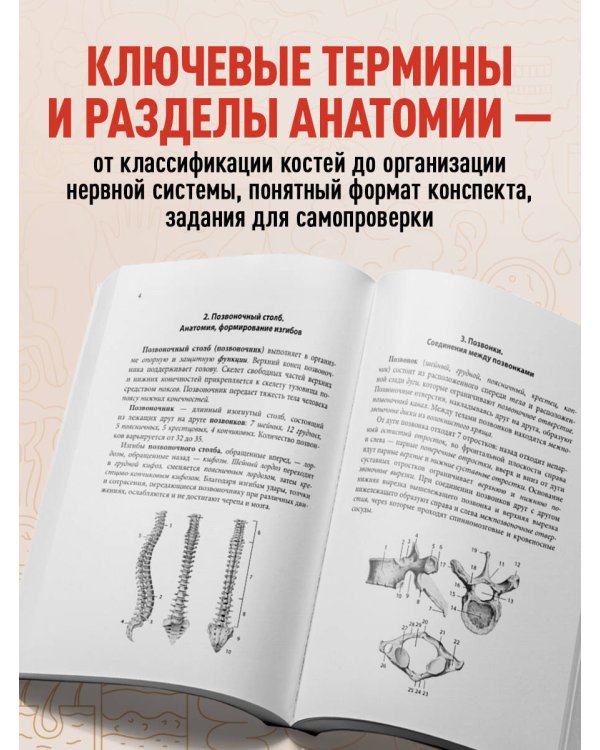 Тетрадь-шпаргалка по анатомии