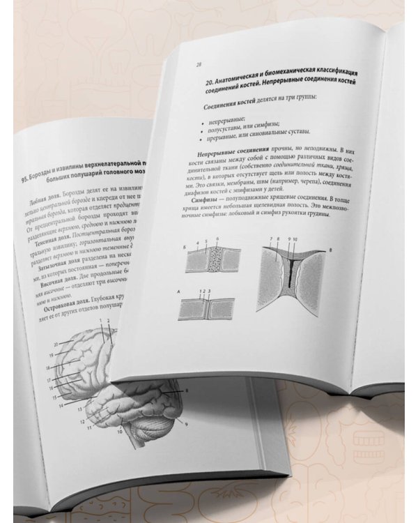 Тетрадь-шпаргалка по анатомии