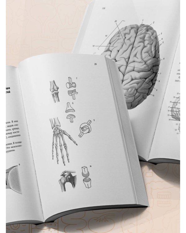 Тетрадь-шпаргалка по анатомии