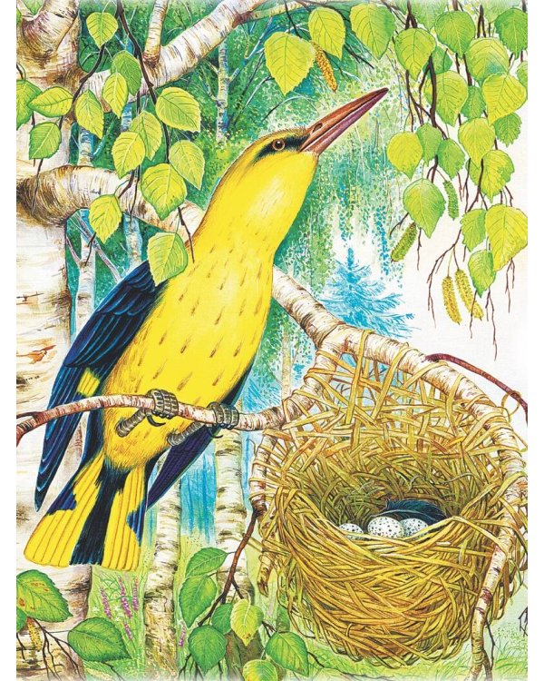 Лучшие истории Виталия Бианки о животных