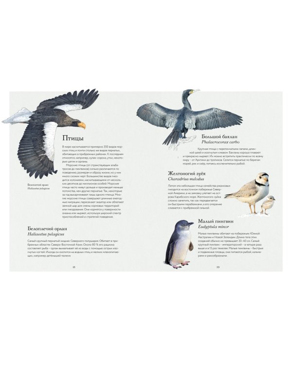 Океан и его обитатели