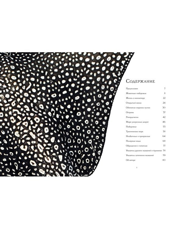 Океан и его обитатели