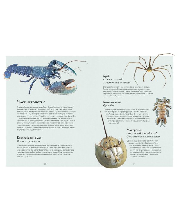 Океан и его обитатели