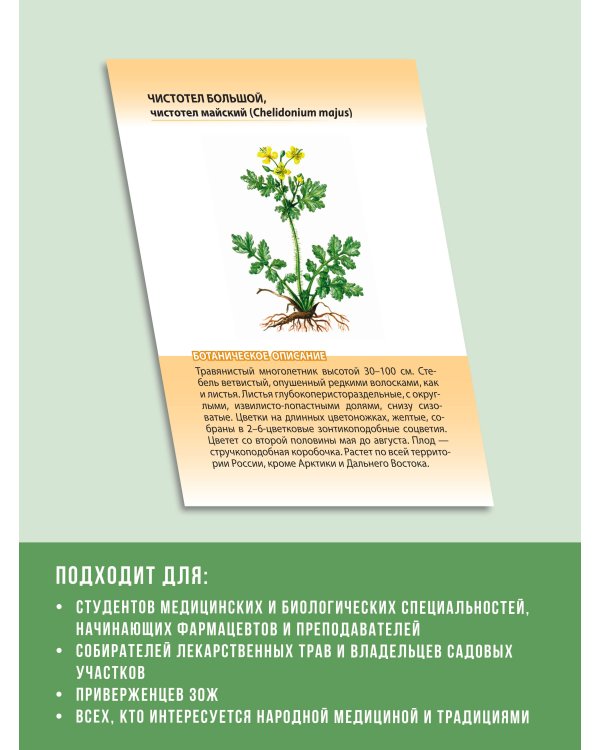 Лекарственные растения от А до Я. 50 карточек