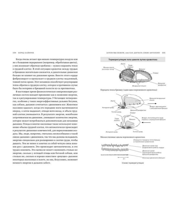 Зачем мы бежим, или Как догнать свою антилопу. Новый взгляд на эволюцию человека