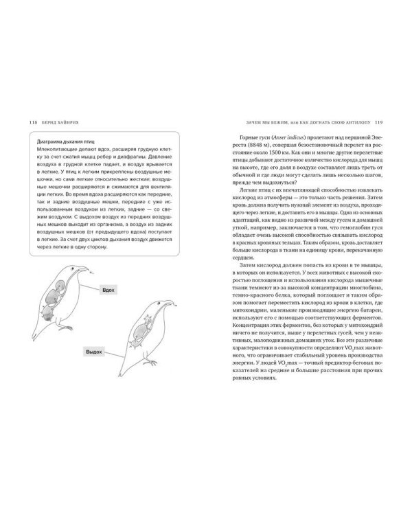 Зачем мы бежим, или Как догнать свою антилопу. Новый взгляд на эволюцию человека
