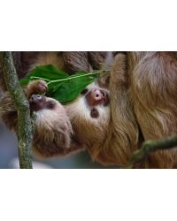 Матрешка "Принцесса" (7.5*7.5*14.5 см) (в коробке) (арт. ИД-7375)