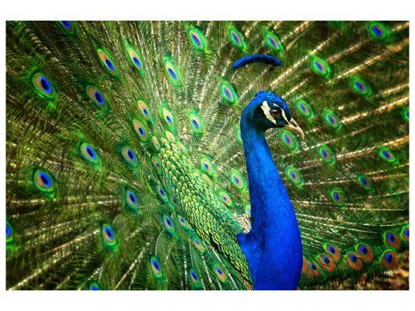 Алмазн. мозаика 22х32 c подр., с полн. заполн. (класс.)  (15 цв.) КРАСИВЫЙ ПАВЛИН (Арт. AC22090)