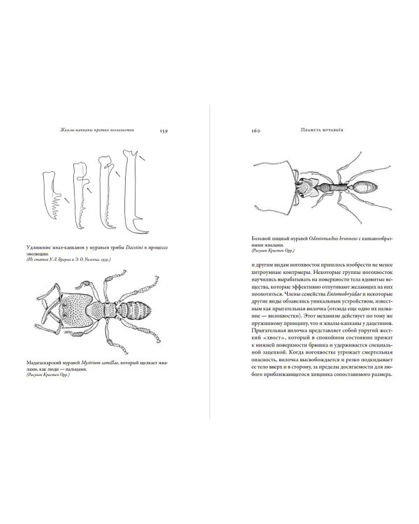 Планета муравьёв