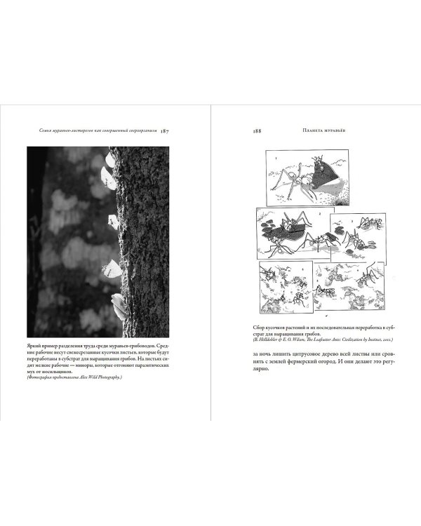 Планета муравьёв