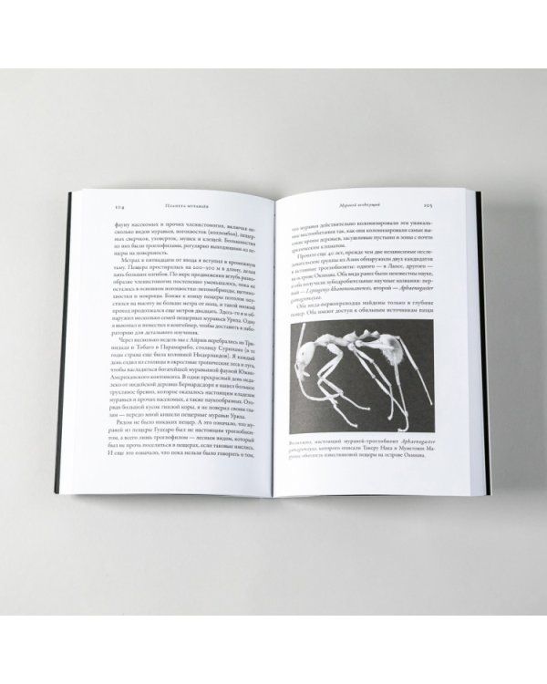 Планета муравьев