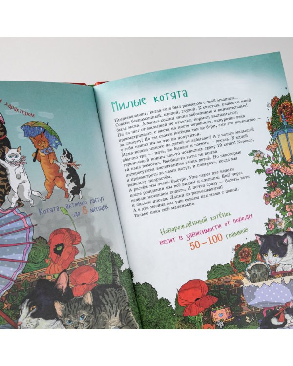 Я кот. (книга с раскрасками)