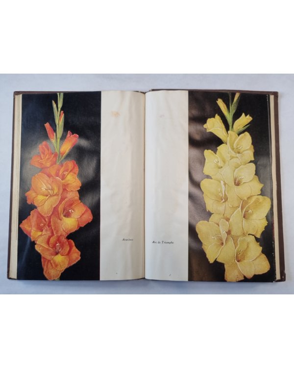 Gladiolas