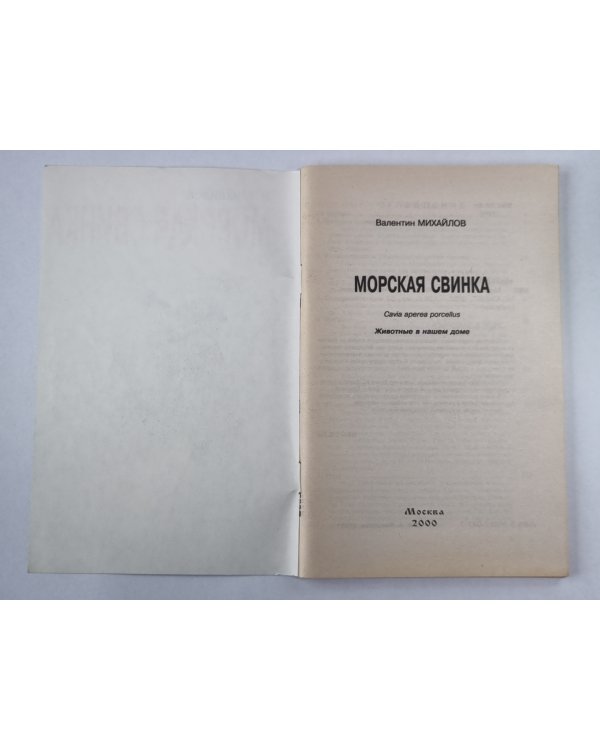 Морская свинка: Животные в нашем доме