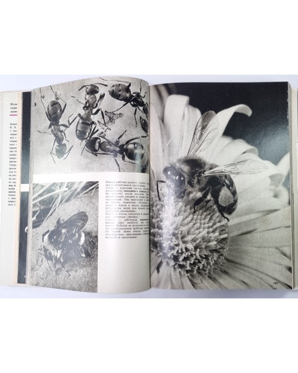 Иллюстрированная энциклопедия животных