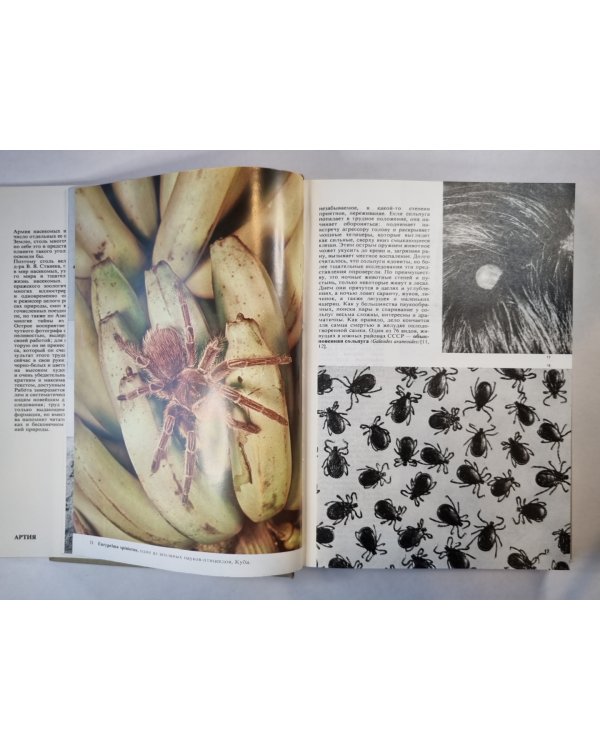 Иллюстрированная энциклопедия насекомых