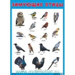 Развивающие плакаты Зимующие птицы