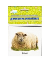 Домашние животные