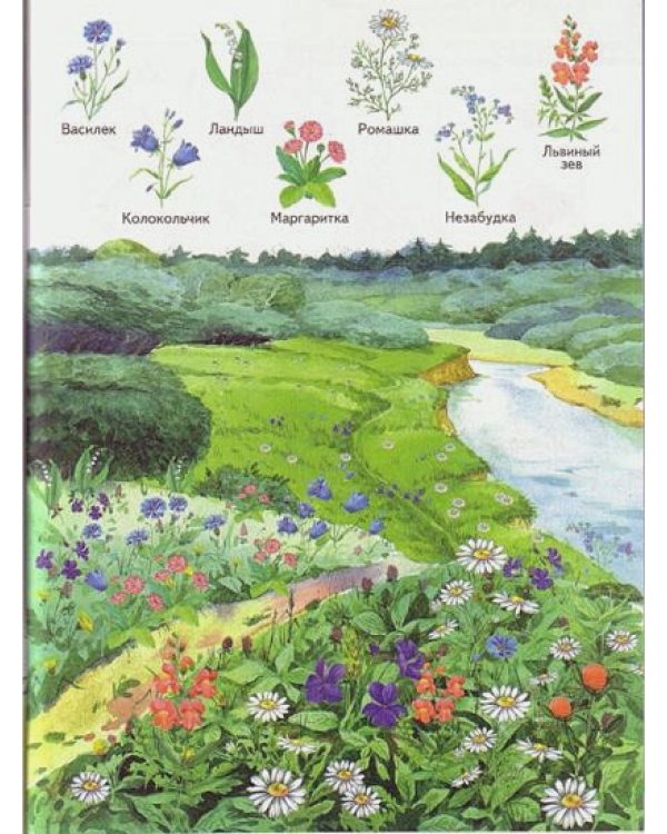 Я изучаю природу