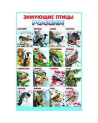 Зимующие птицы Росии