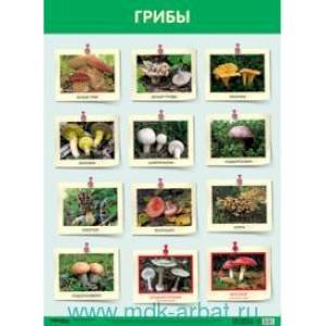 Развивающие плакаты Грибы