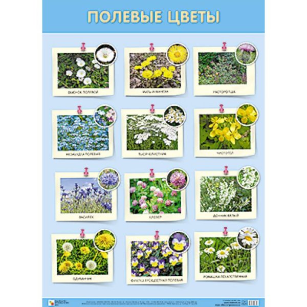Развивающие плакаты Полевые цветы