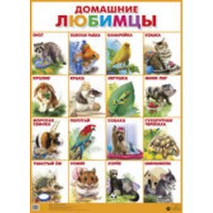 Обучающий плакат Домашние любимцы
