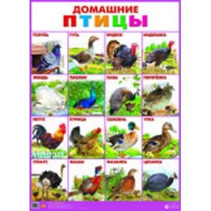 Обучающий плакат Домашние птицы (0+)