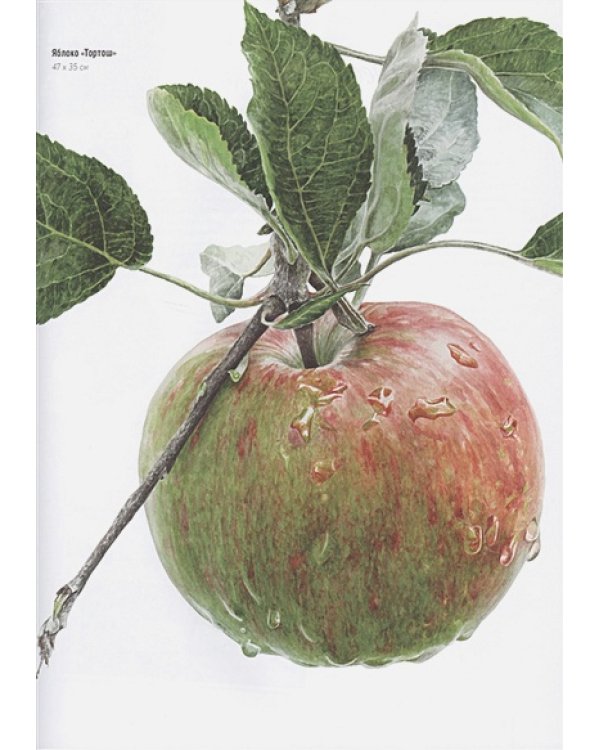 Волшебный мир Анны Мейсон.Рисуем природу.Все секреты реалистичной живописи