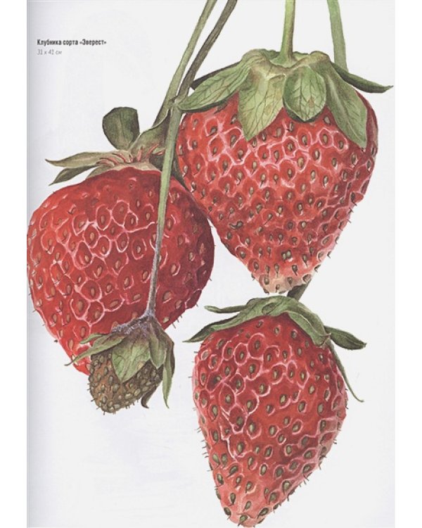 Волшебный мир Анны Мейсон.Рисуем природу.Все секреты реалистичной живописи