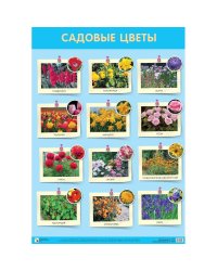 Садовые цветы