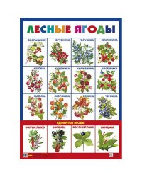 Лесные ягоды