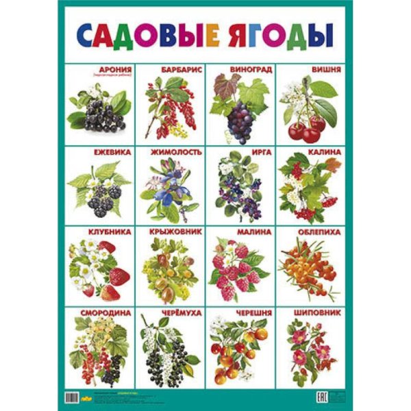 Обучающий плакат Садовые ягоды