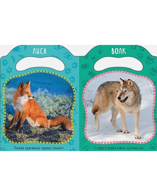 Кто живет в лесу?