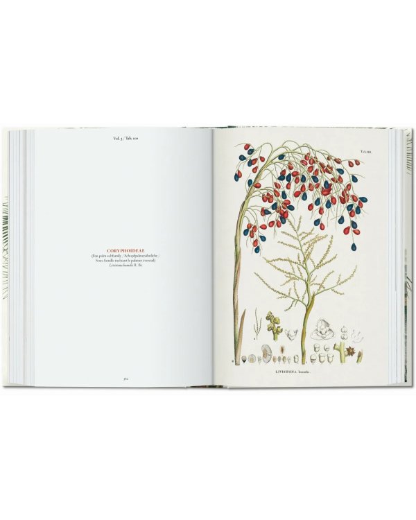 Martius. The Book of Palms. 40th Ed.