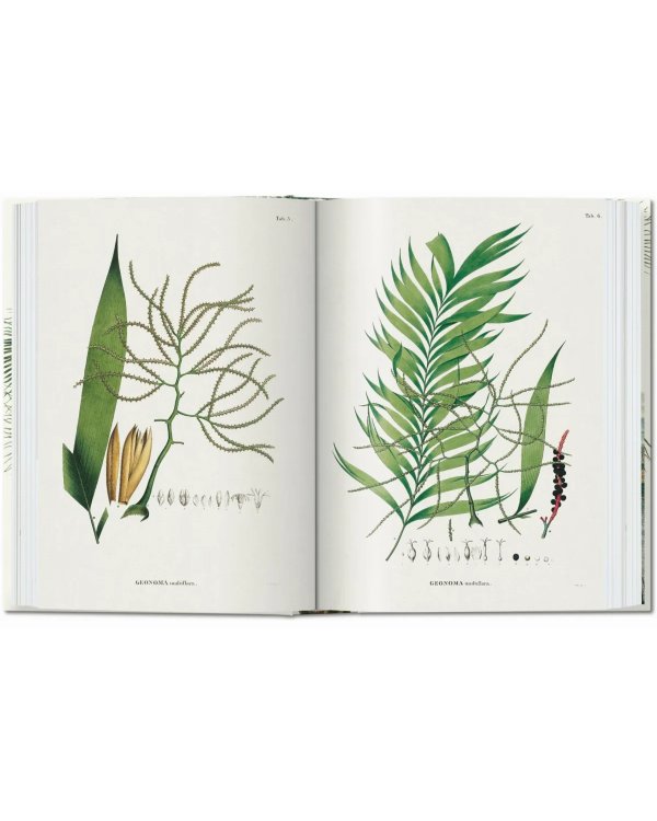 Martius. The Book of Palms. 40th Ed.