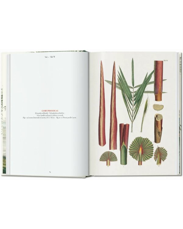 Martius. The Book of Palms. 40th Ed.