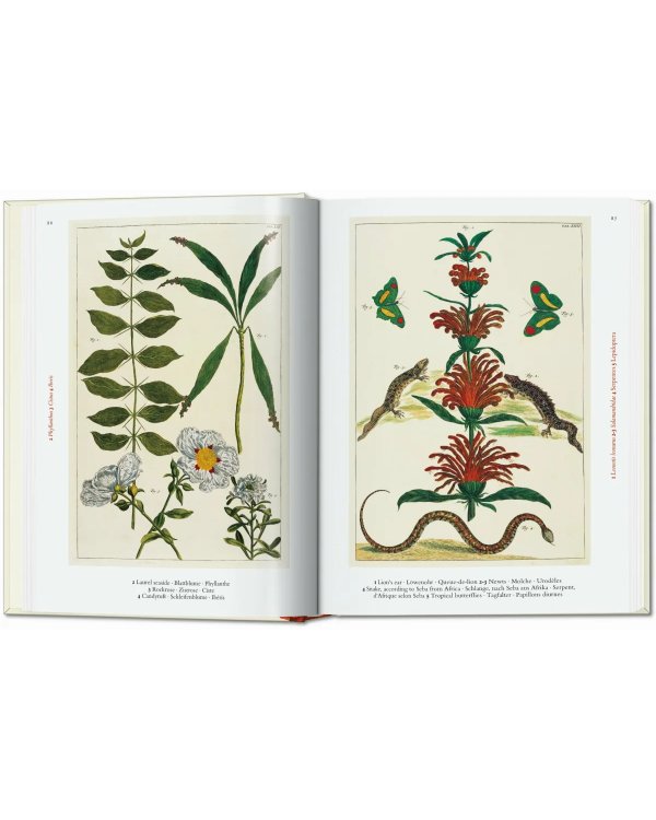 Seba. Cabinet of Natural Curiosities. 40th Ed.