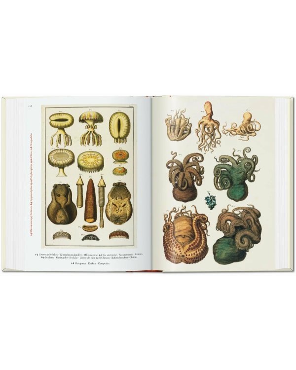 Seba. Cabinet of Natural Curiosities. 40th Ed.