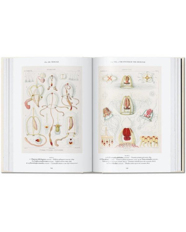 The Art and Science of Ernst Haeckel. 40th Ed.