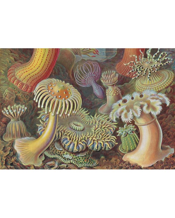 The Art and Science of Ernst Haeckel. 40th Ed.