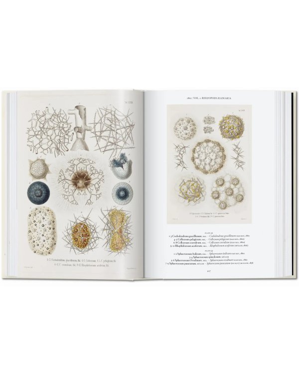 The Art and Science of Ernst Haeckel. 40th Ed.
