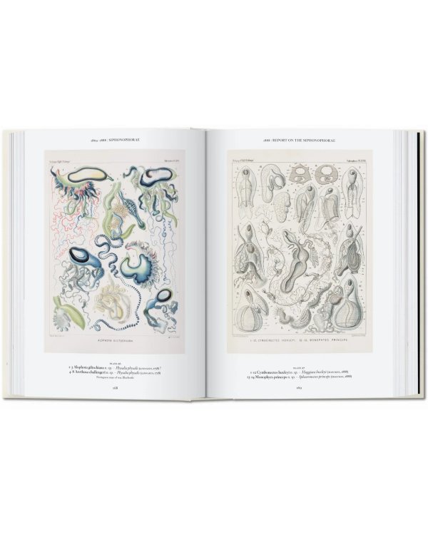 The Art and Science of Ernst Haeckel. 40th Ed.