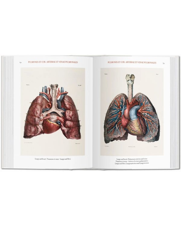 Bourgery. Atlas of Human Anatomy and Surgery