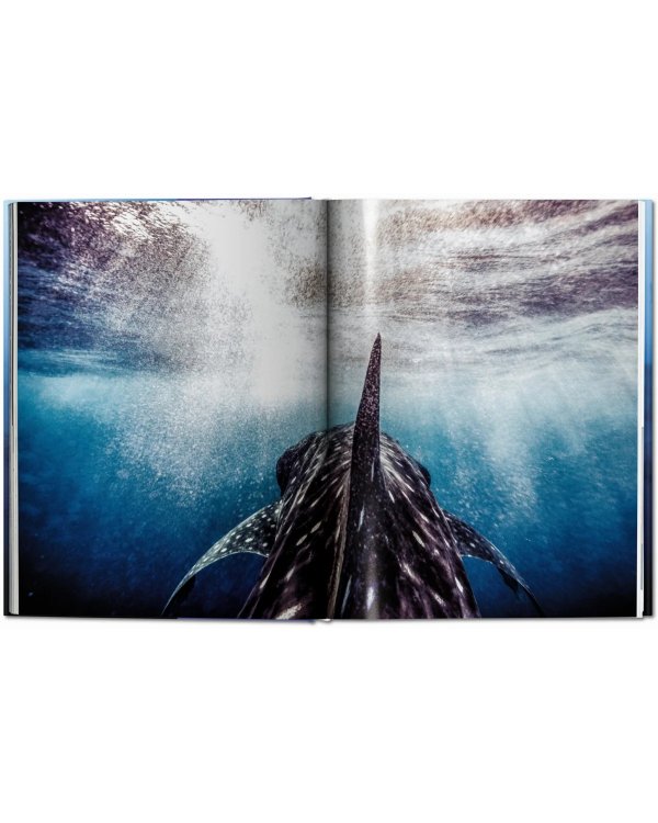 Sharks. Face-to-Face with the Ocean's Endangered Predator