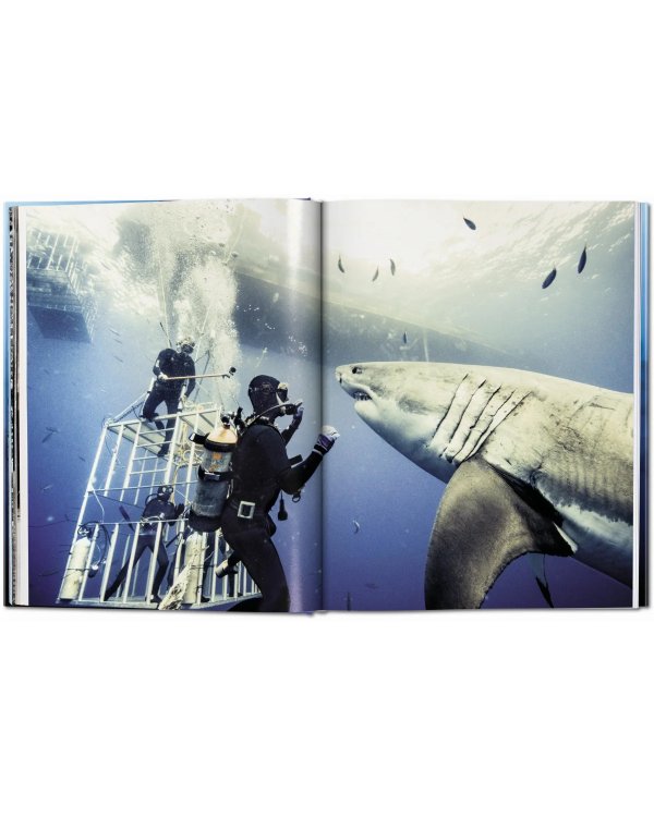 Sharks. Face-to-Face with the Ocean's Endangered Predator