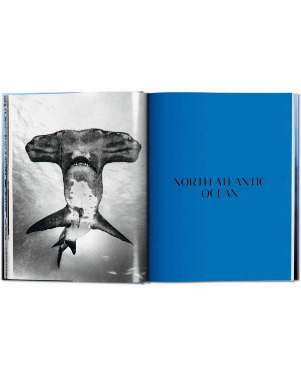 Sharks. Face-to-Face with the Ocean's Endangered Predator