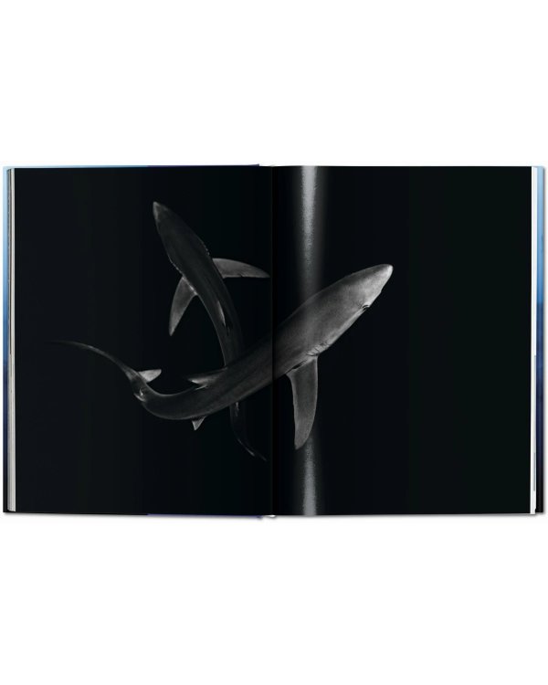 Sharks. Face-to-Face with the Ocean's Endangered Predator