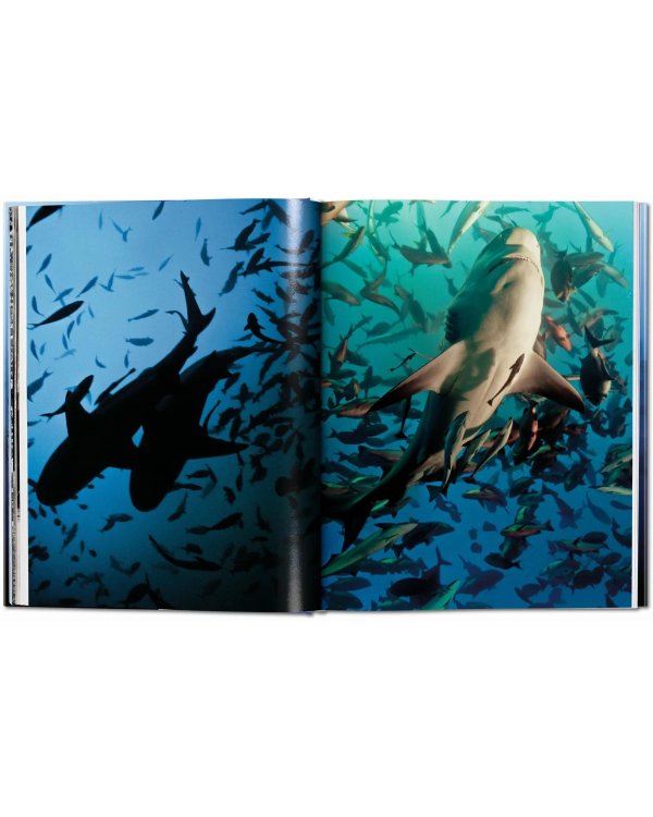 Sharks. Face-to-Face with the Ocean's Endangered Predator