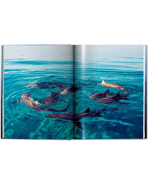 Sharks. Face-to-Face with the Ocean's Endangered Predator